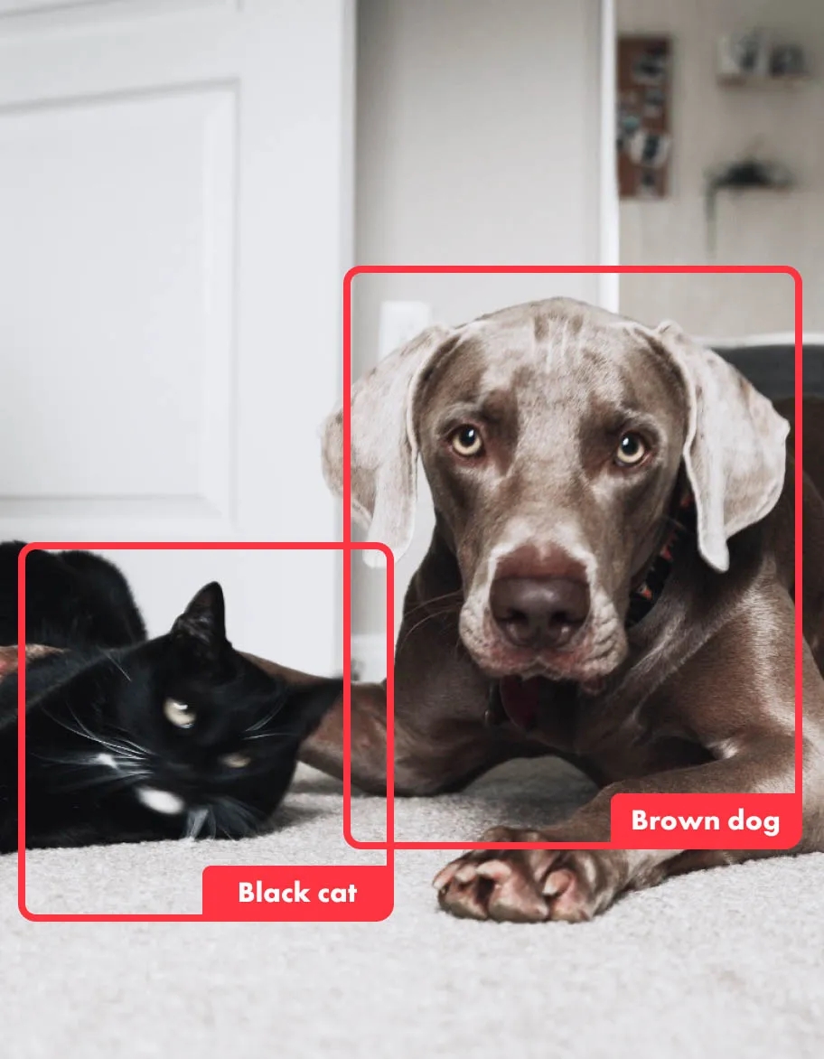 Melns kaķis un brūns suns, ko nosaka mākslīgā intelekta algoritms ar sarkanu kvadrātveida pārklājumu virs tā.