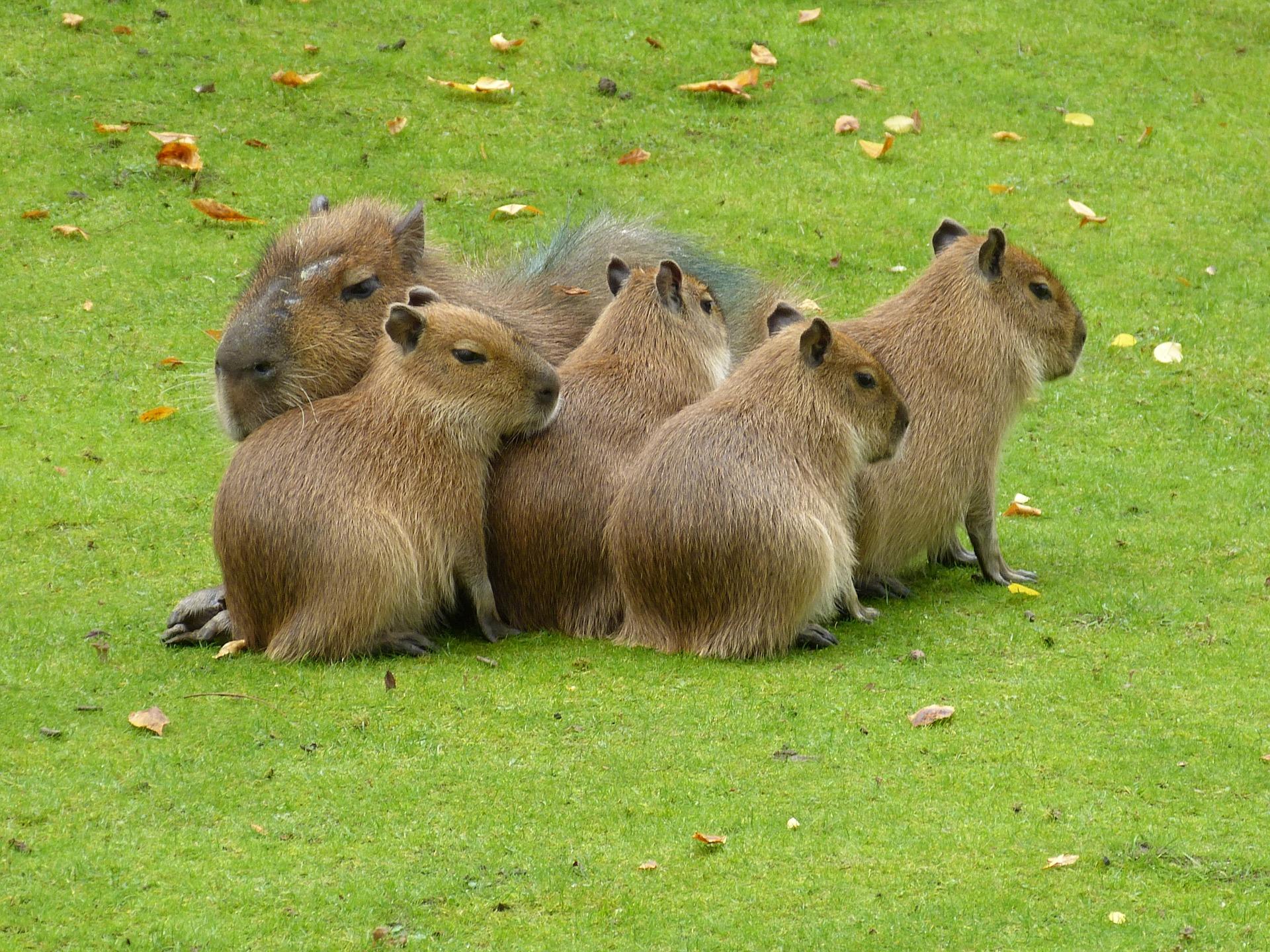 Five capybaras