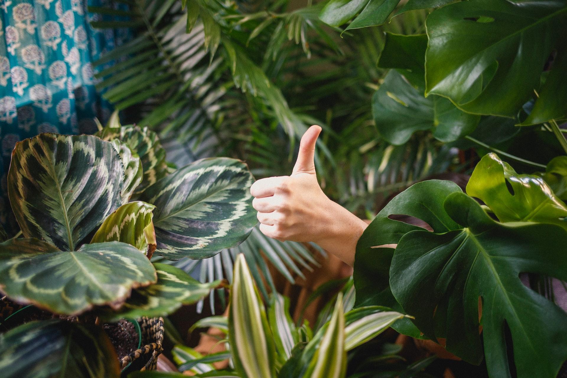 Hand showing a thumbs up surrounded by green foliage